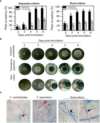 Maize plant expresses SWEET transporters differently when interacting with Trichoderma asperellum and Fusarium verticillioides, two fungi with different lifestyles